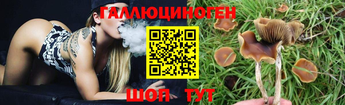 Галлюциногенные грибы Psilocybe  Галлюциногенные грибы Psilocybe  Вход с VPN  Видное 